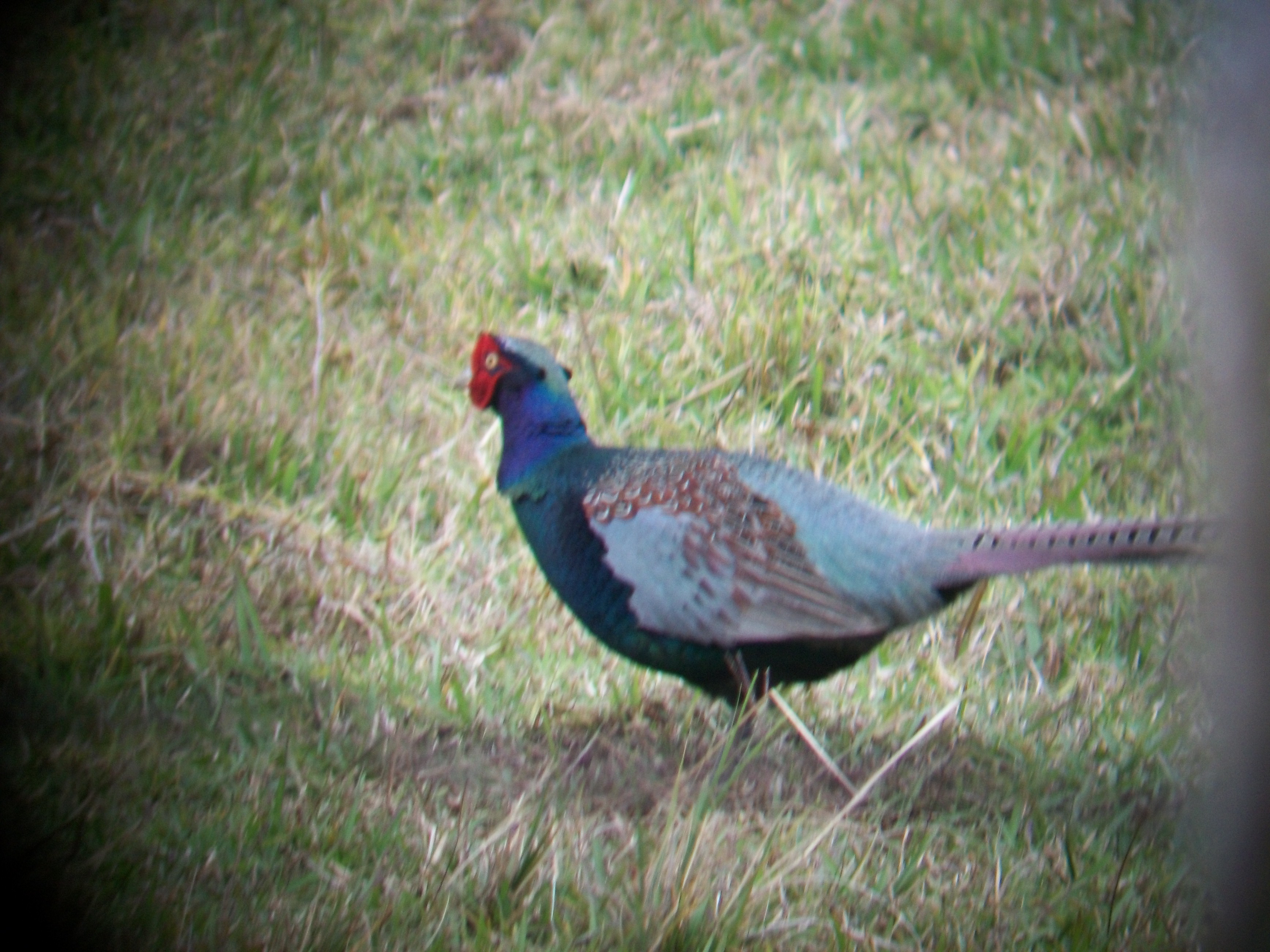 Ringnecked Pheasant (Phasianus colchicus) Hawaii